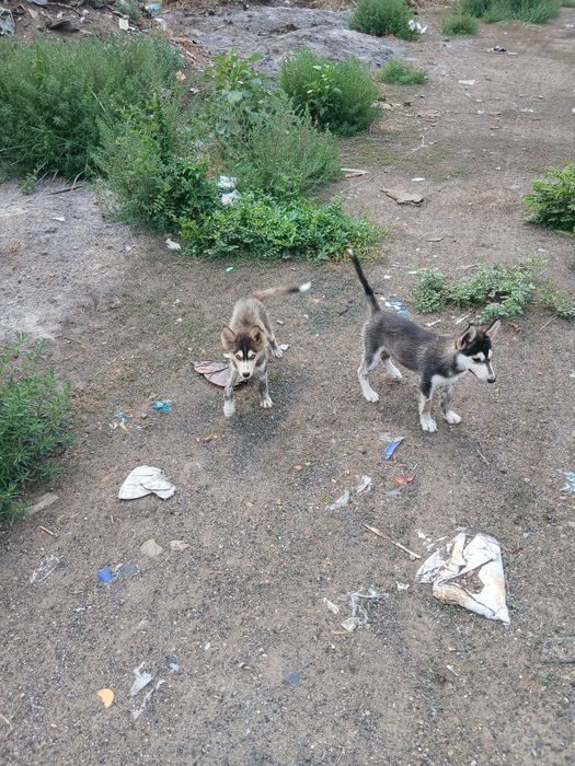 Продам шенки сиврскйи хаски