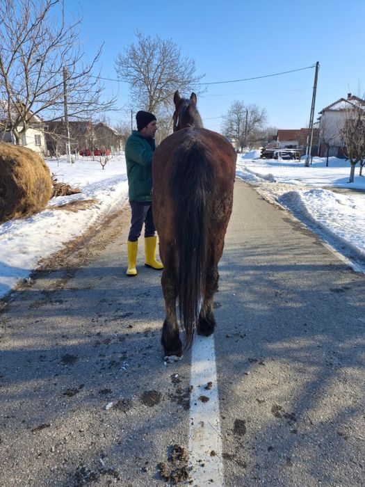 Vând iapă de căruță