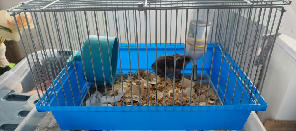 Продам хомяка с клеткой