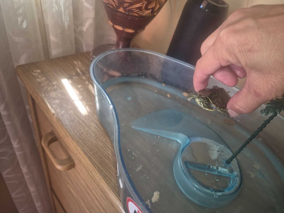 Vând broască mică țestoasă cu accesori cu tot