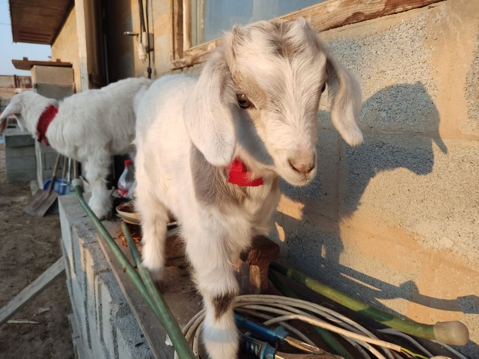 Продам козу с козлятами