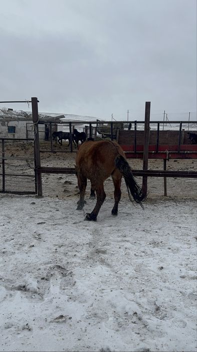 Мұғалжар тай сатылады