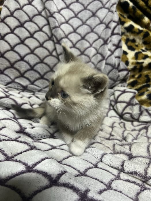 Отдадим котенка девочка