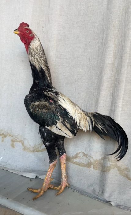 Tulak yapon shamo pixchi boqilmagan narxi 700 ming