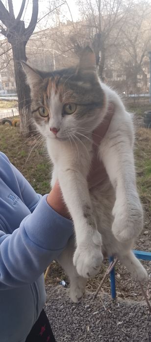 Отдадим кошку бесплатно
