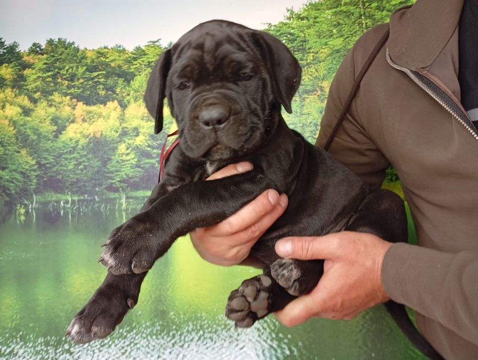 Кане Корсо cane Corso Italiano