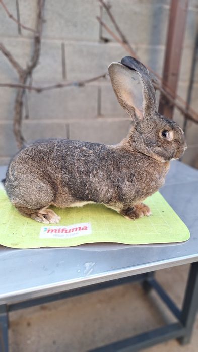 Femelă uriaș german gri