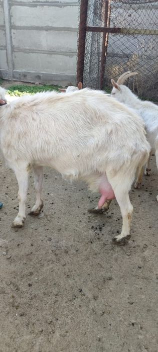Продается зааненская козы