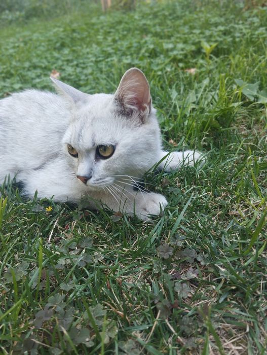 7 oylik yetilgan shinshilla mushuk erkak