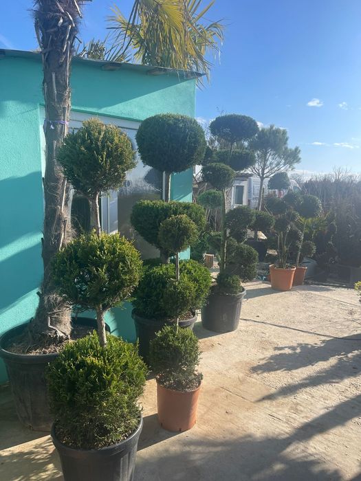 Pepiniera proprie plante ornamentale