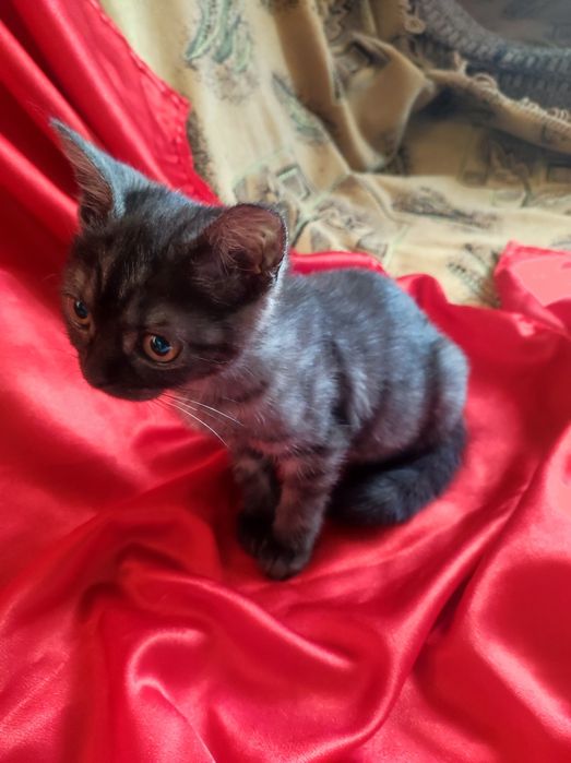 Котенок шотланка