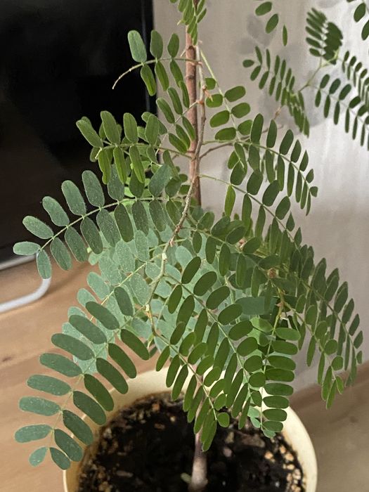 Тамаринд  ( семейство бобовых)