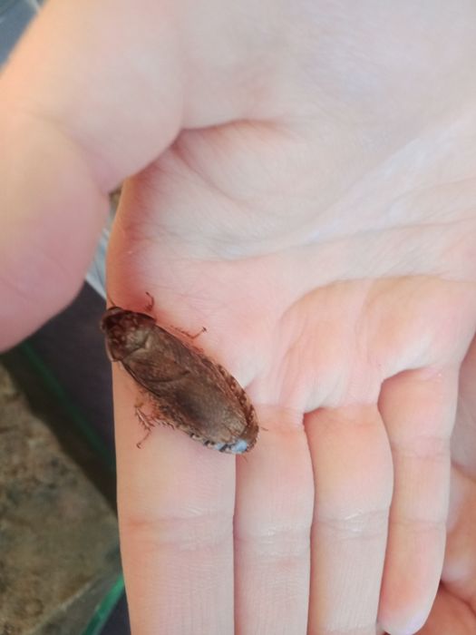 Мраморные тараканы живой корм