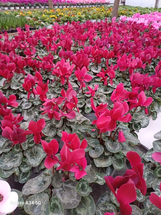 Vand flori cyclamen zambila primola