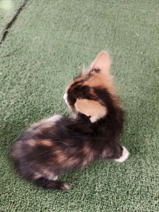 Отдам котят в хорошие руки