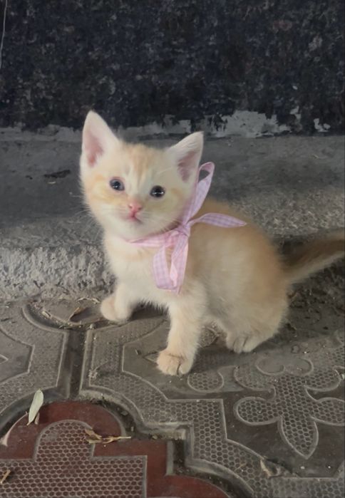 Домашние красивые здоровые котята