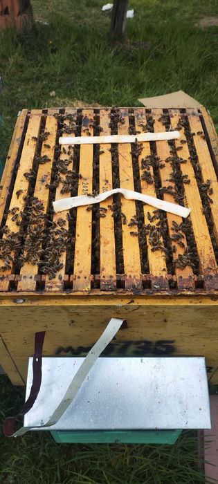 Vand familii de albine