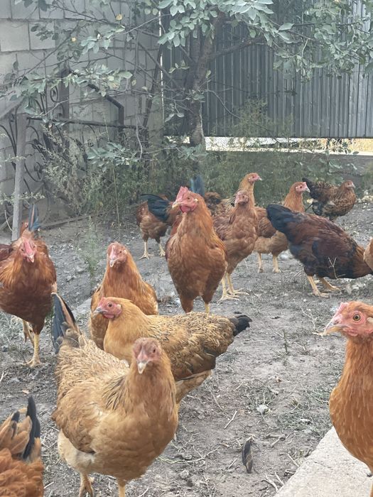 Продам кур кучинских юбилейных