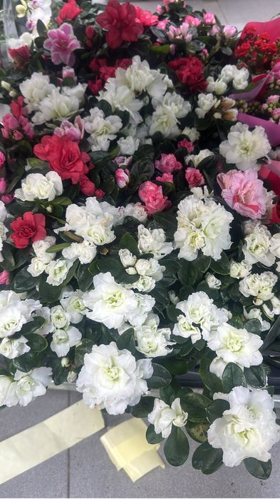 Комнатные цветы оптом