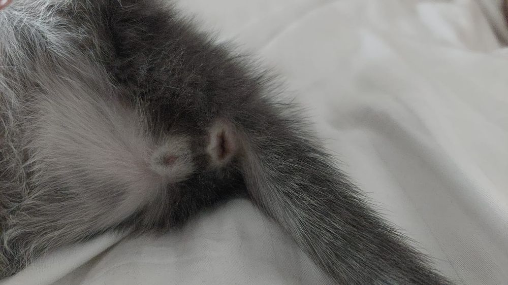 Маленький котенок в добрые руки