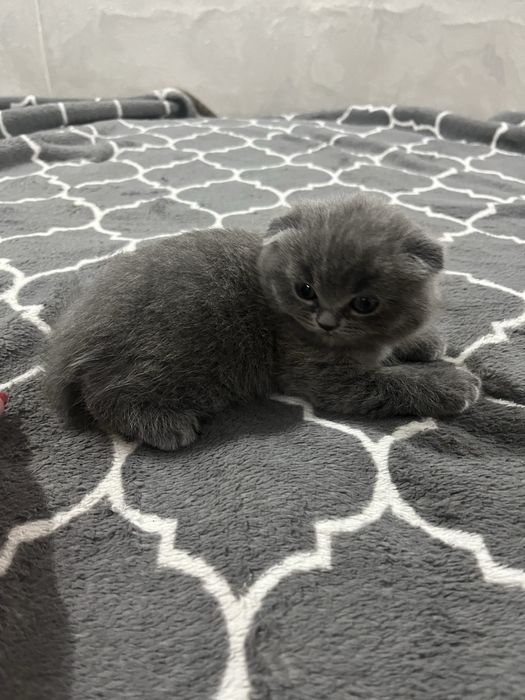 Котята британские