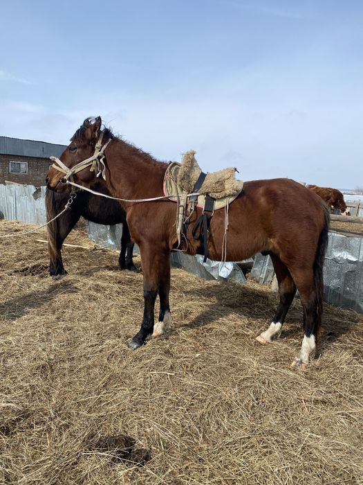 Айғыр Жуас Мініс біледі