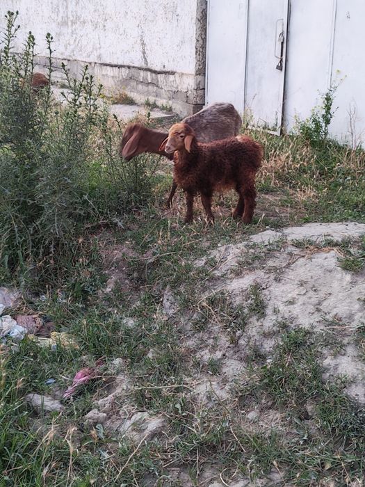 Ona bola qo'y sotiladi