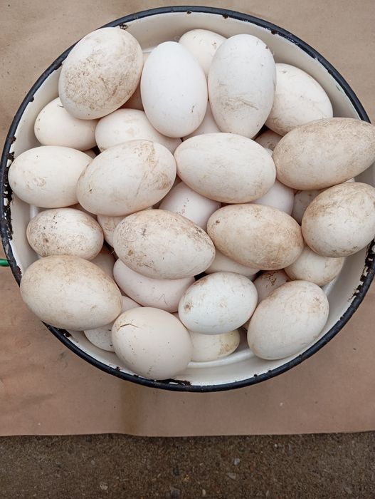 Vând ouă de gâște Americane