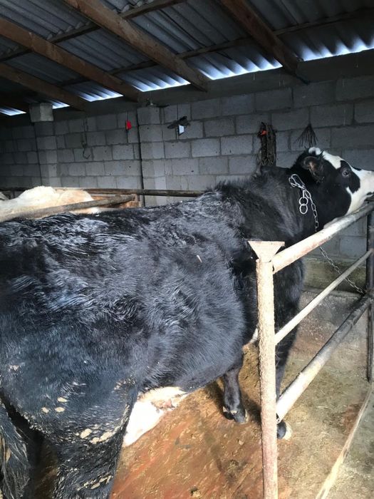 6 бас Бұқа сатылады