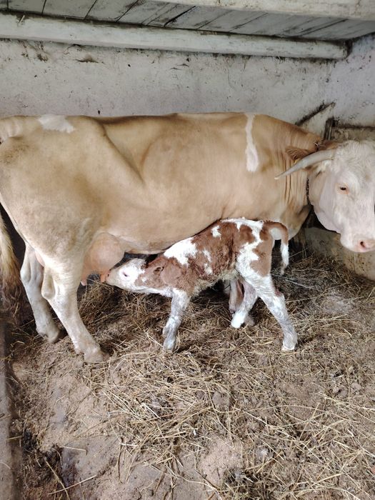 Se vinde vaca bună  cu vitel se