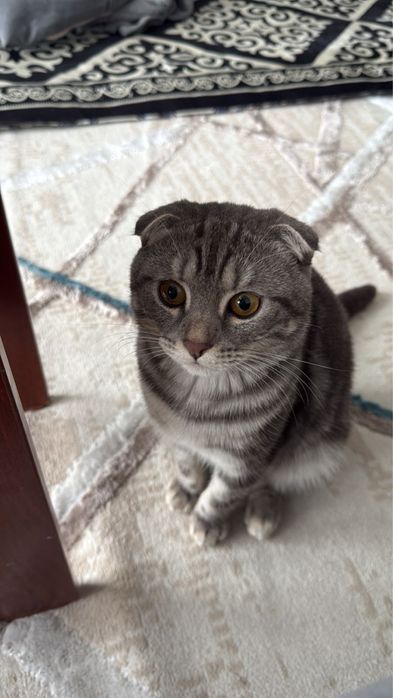 Продаём котика Шотландский вислоухая