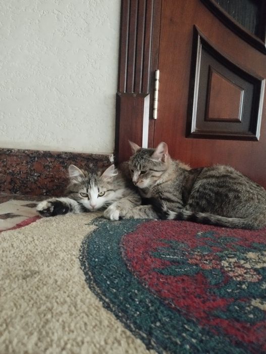 Пушистый котёнок
