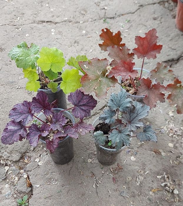 Гейхеры, Хосты, Самшит, Барбарис, Туи и др.