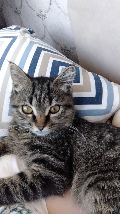 Отдам в добрые руки кошку