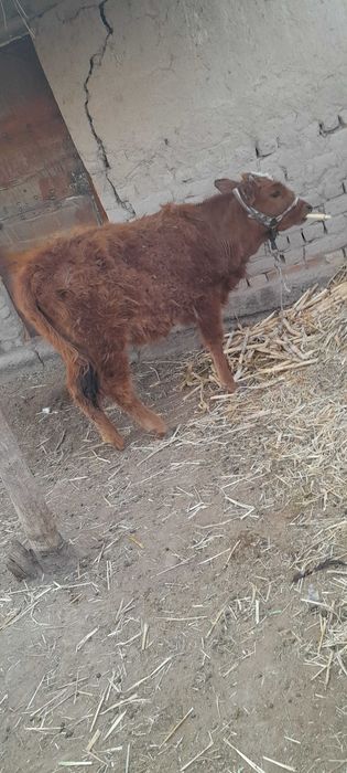 Баспақлар сатылады