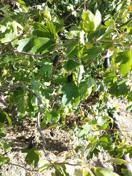 Продаётся дача 17,5 соток