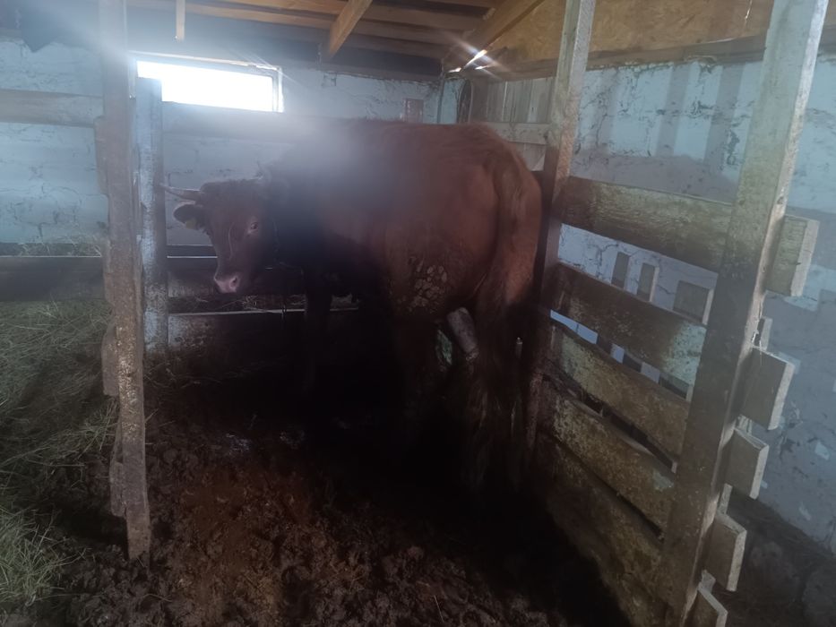Бычки, быки, крс, молодняк откорм