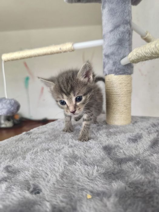 Котята на пристройство