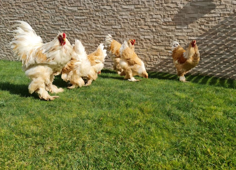 Vand pui Brahma pe 15 culori.Trimit in Tara!!