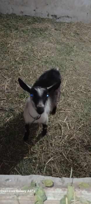 Альпи пиакөк еркек лақ