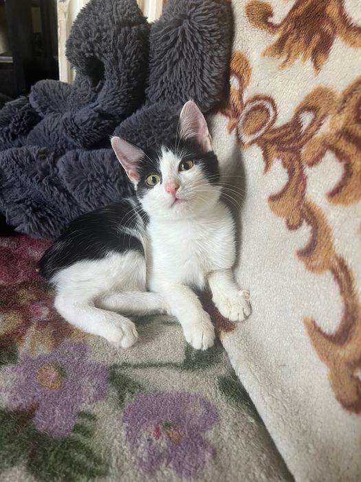 Отдам котенка-ласковую девочку