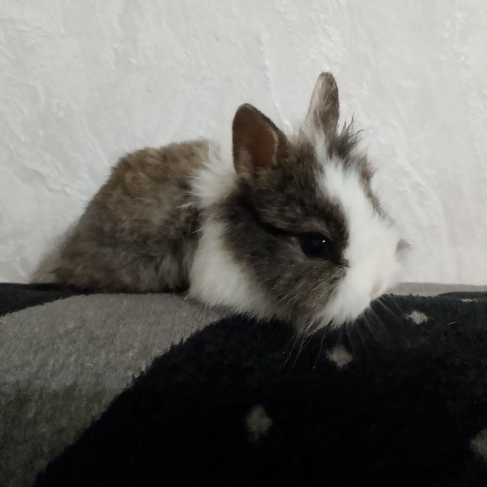 Продажа карликовых крольчат