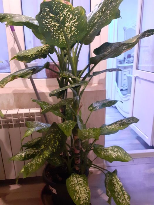 Комнатные  цветы