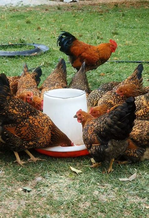 Кучин сицевый жұмыртқасы