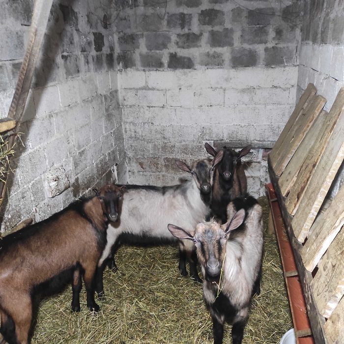 Vând țapi alpini francezi