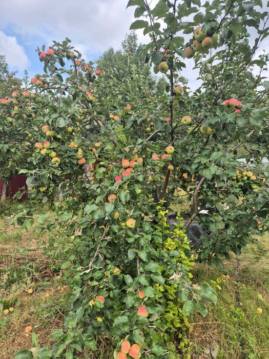 Дача. НЕ ТОПИТ. р-н Новопавловки