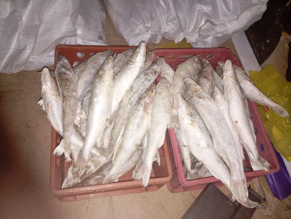 Свежая рыба судак