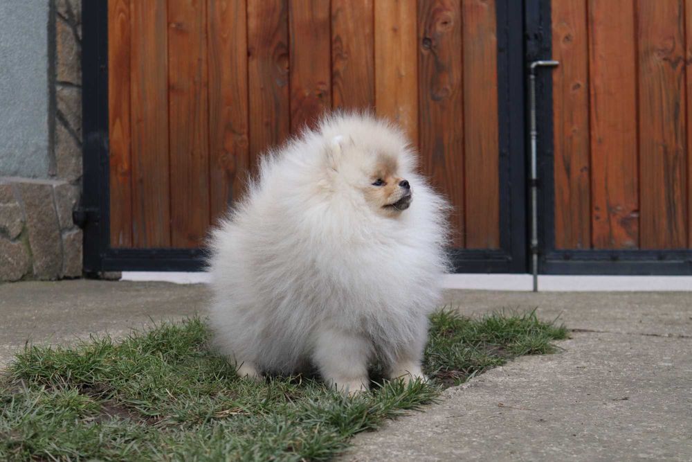 Страхотно момченце померан с родословие FCI