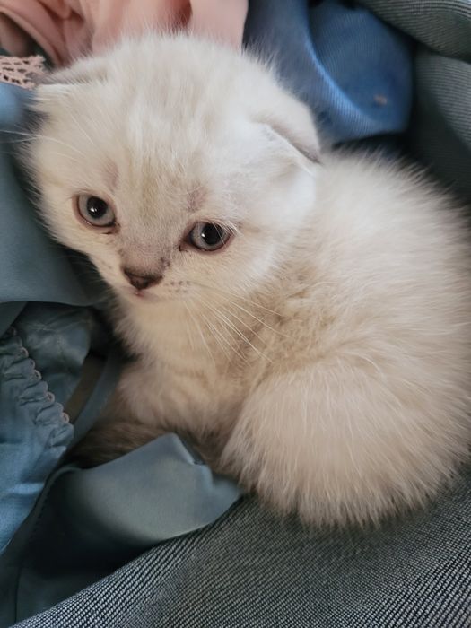 Продаются милые британские котята