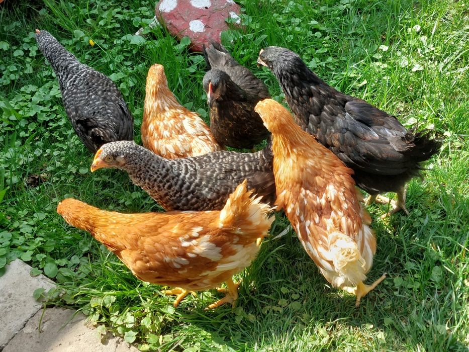 Vindem pui mixti și puicute de oua